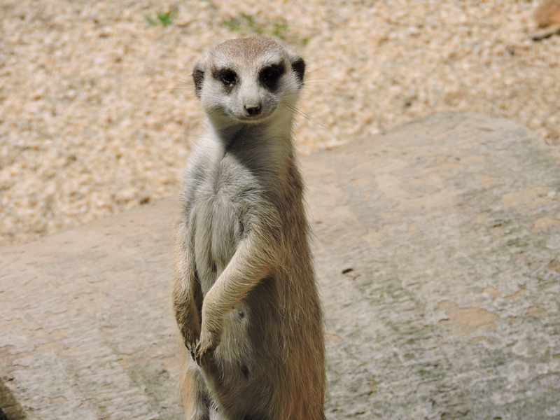 portrait, animal wildlife, standing, surikato, look, meerkat suricata, alertness, suspects, nature, faunia, zoo, vertebrate, meerkat, no people, protection