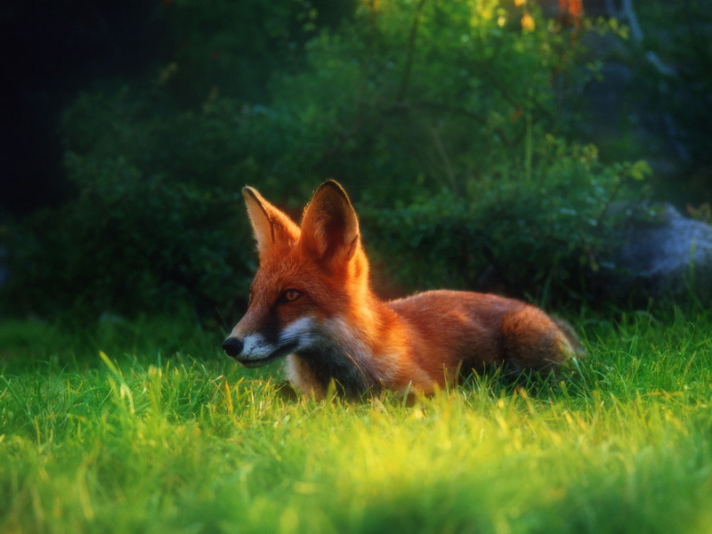 720P, day, foxes, one animal, stealth, conspiracy, tree, forest, animal head, mammal, selective focus, plant, nature, animal, grass, no people, animal themes