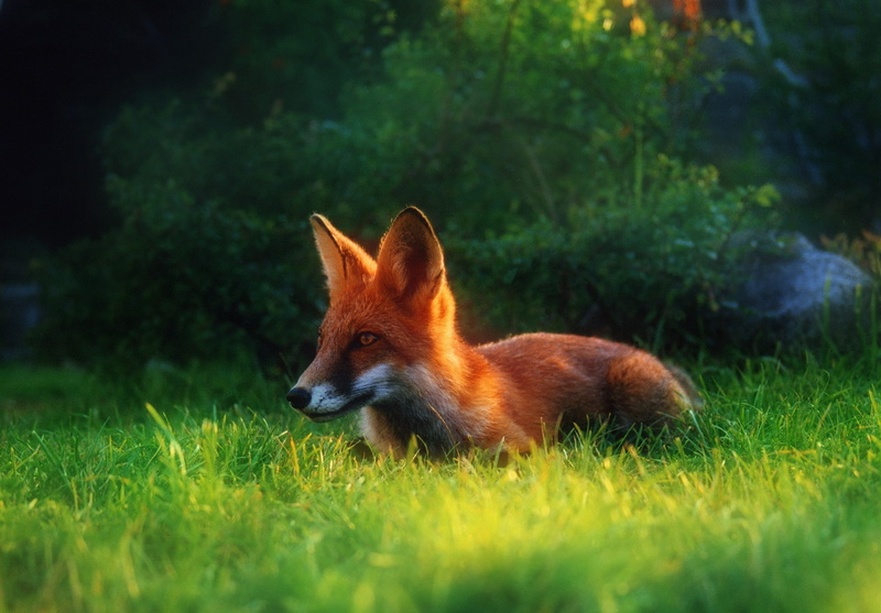 mammal, forest, plant, vertebrate, no people, conspiracy, Clearing, animal, stealth, animals in the wild, one animal, Grass, 1080P, outdoors, Hiding, nature