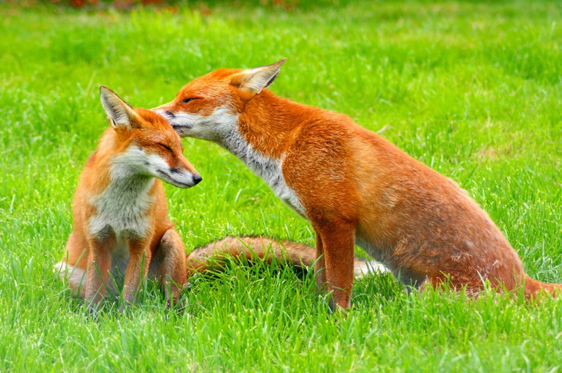aggression, fox  images, vertebrate, conspiracy, field, day, mammal, pets, fox, two animals, nature, outdoors, grass, animal, animal wildlife, animals in the wild