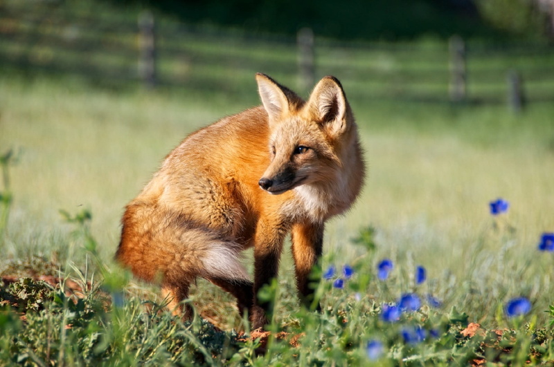 jungle, animal wildlife, field, land, outdoors, stealth, one animal, mammal, flower, pets, selective focus, animals in the wild, nature, conspiracy, day