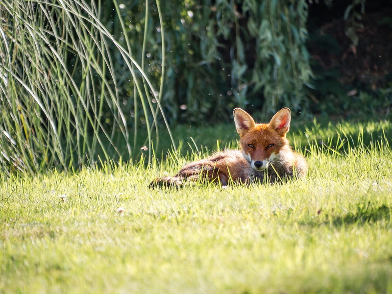 animal themes, outdoors, cute, canidae, grass, day, blur, vertebrate, 4K, one animal, wild animal, field, wildlife, fur, nature, leaves, mammal, young animal