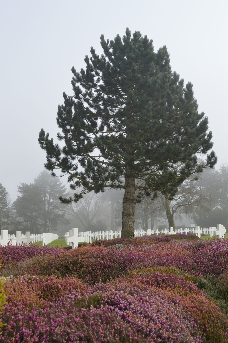 no people, landing, soldier, purple, growth, plant, American, landscape, plants, war, normandy, day, Tree, flowerbed, flowering plant, tranquil scene, cross