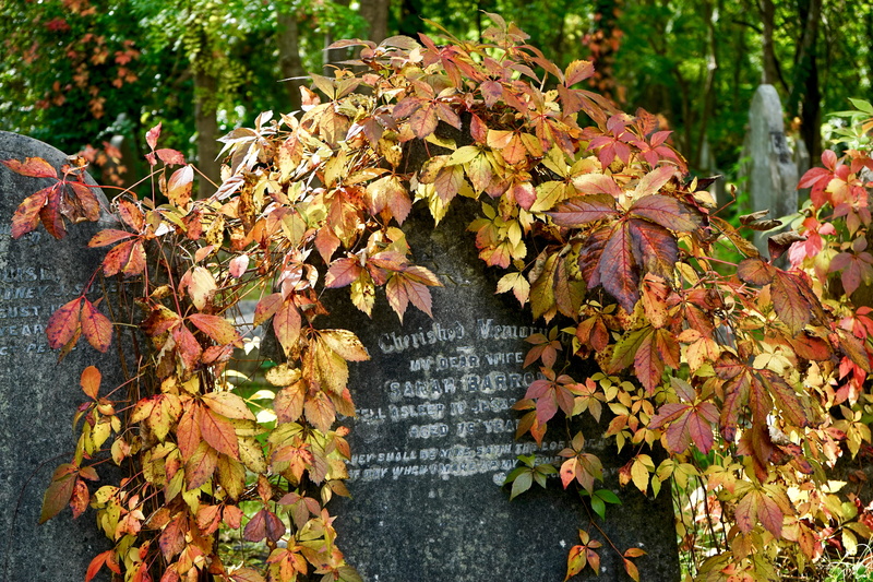 dead, maple leaf, no people, tomb, outdoor, religion, plant part, death, religious, remains, history, funeral, highgate cemetery, burial, tombstone, nature