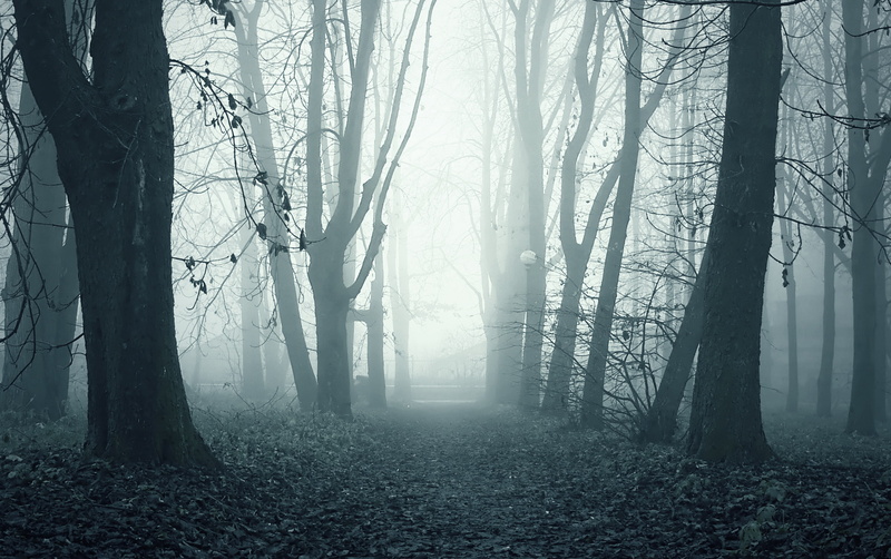 fog, Park, ghostly path, morning, 2K, alley
