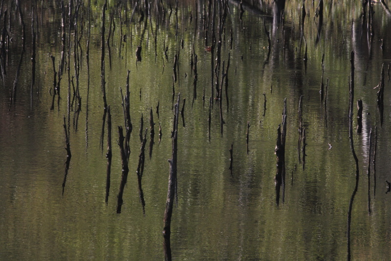 forest, day, no people, outdoors, mirroring, trunk, waterfront, bremervörde, land, green color, reflection, tree trunk, nature, tree, beauty in nature