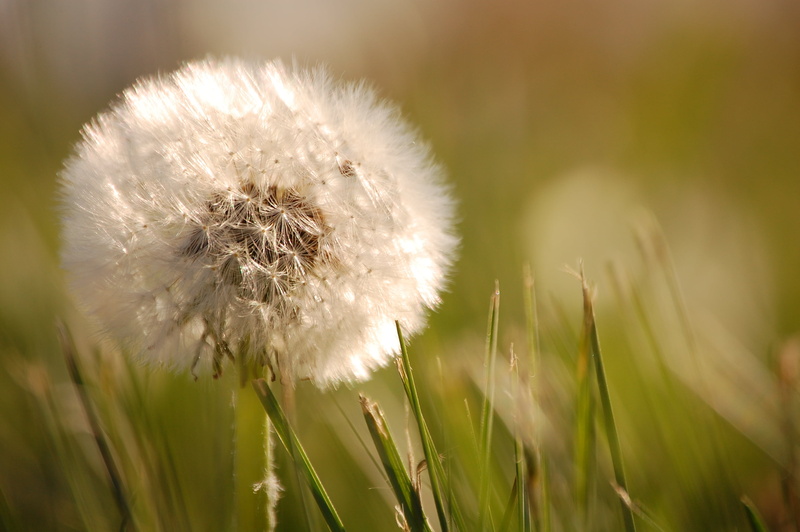 seed, lawn, stock photo, flower, ambient light, from the ground, springtime, rights, Dandelion, macro, DX format, straight out, daytime, weed, attribution