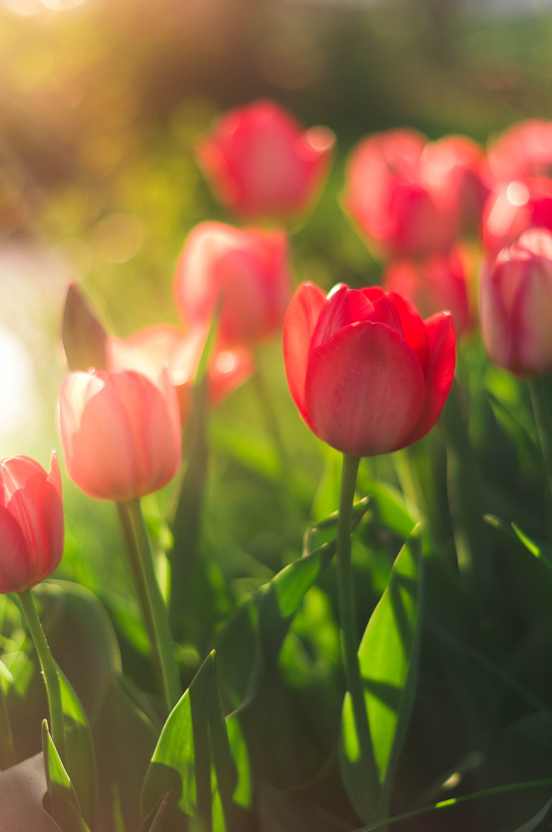 day, green color, blossom, flowerbed, tulip, focus on foreground, flower head, plant part, vulnerability, sunset, close-up, plant, sunrise, beauty in nature