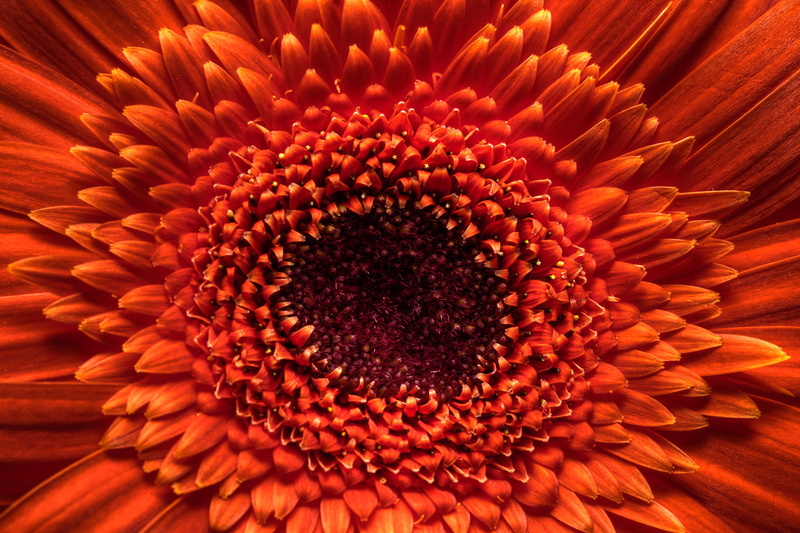 720P, nature, explosion, detail, sunflower, yellow, Gerbera, orange, Photomatix, close-up, photography, flower, plant, macro photography, petal, macro