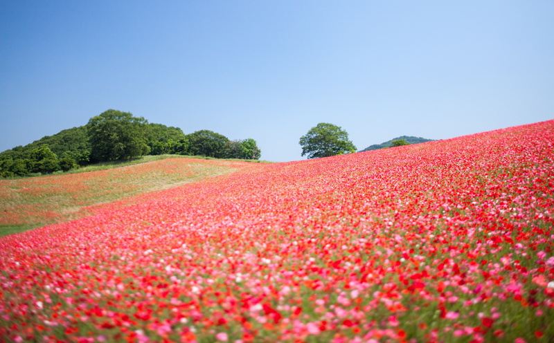 saitama, beauty in nature, landscape, chichibu, plant, environment, clear sky, rural scene, tranquil scene, day, filter, Wide, nagatoro, wildflowers, scenics - nature