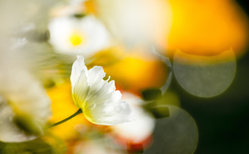 flowering plant, canon, Aero, white, freshness, soft focus, yellow, kinen, springtime, kobaken, Flower, Park, close-up, markii, fragility, plant, Japan