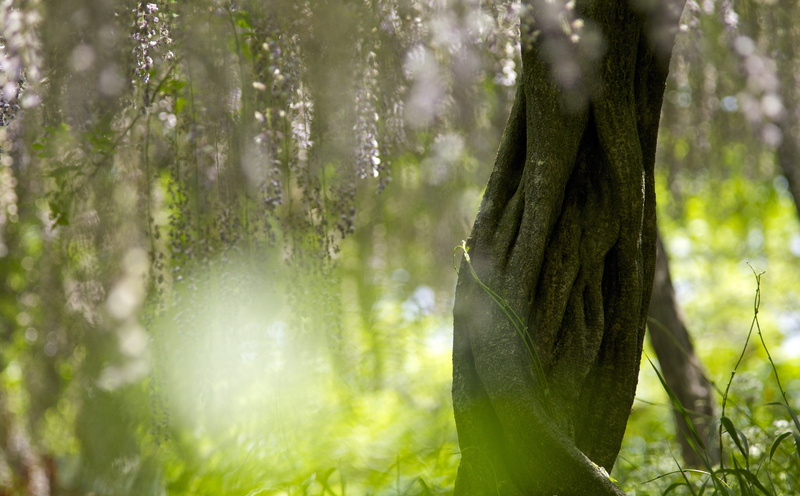 tree trunk, gunma, Japan, Flower, naiagara, sunlight, plant, Asia, Bokeh, tomioga, Lens, 5K, tomioka, Nature, no people, land, outdoors, markii, tree