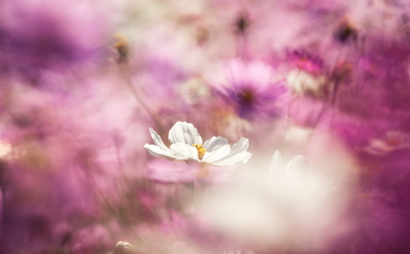 5K, close-up, Reflex, flower head, white color, Nature, flowering plant, growth, kobaken, markii, Asia, fragility, Lens, Flowers, vulnerability, donuts