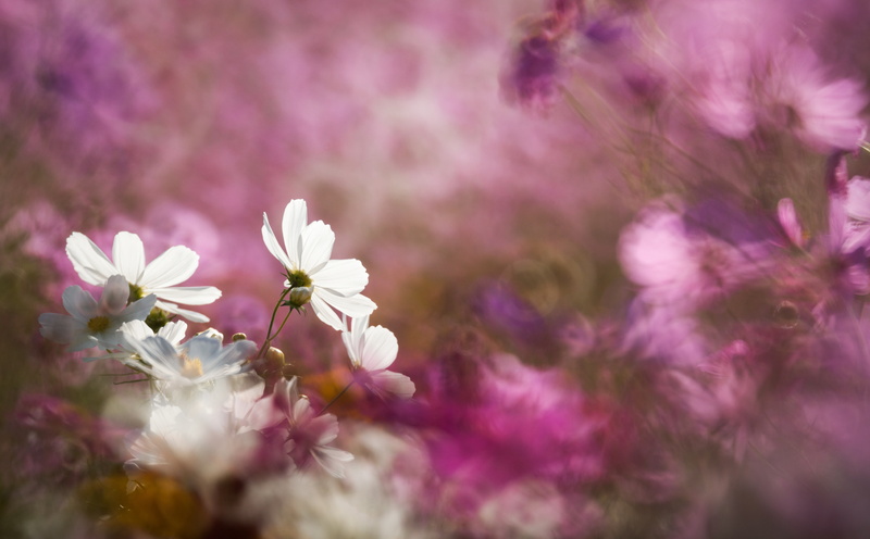 Flowers, Field, Zoom, Flower, bokeh, Blossom, Blur, Nature, fragility, rubinar, Japan, day, springtime, Lens, markii, cherry blossom, depth, Reflex, donuts