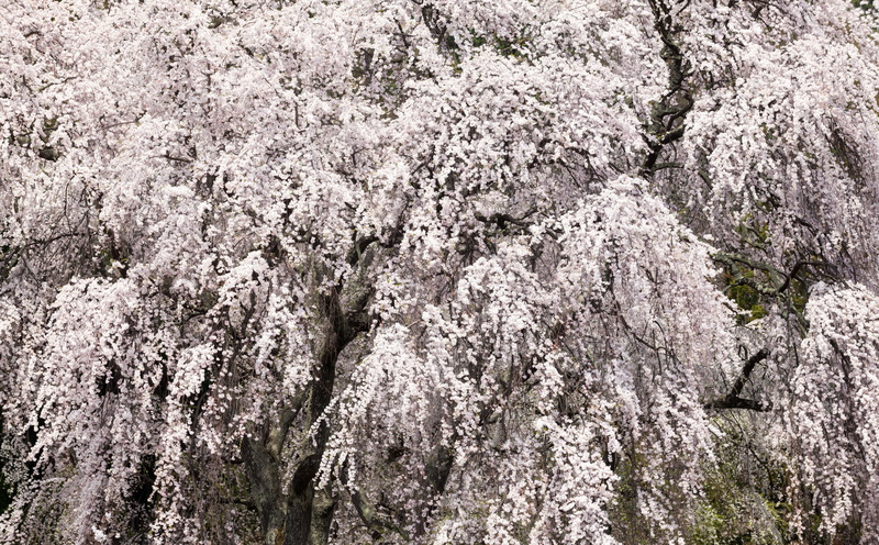 flowering plant, cherry blossom, close-up, low angle view, no people, nagano, springtime, Seasons, Japan, full frame, Asia, mark2, 5K, cherry tree, outdoors