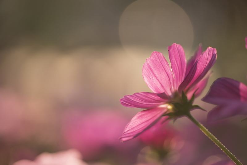 pink Color, nature, low angle, pink, Contax, Planar, plant, Flower, petal, close-up, photography, selective focus, selective, focus, flower Head, Mark2