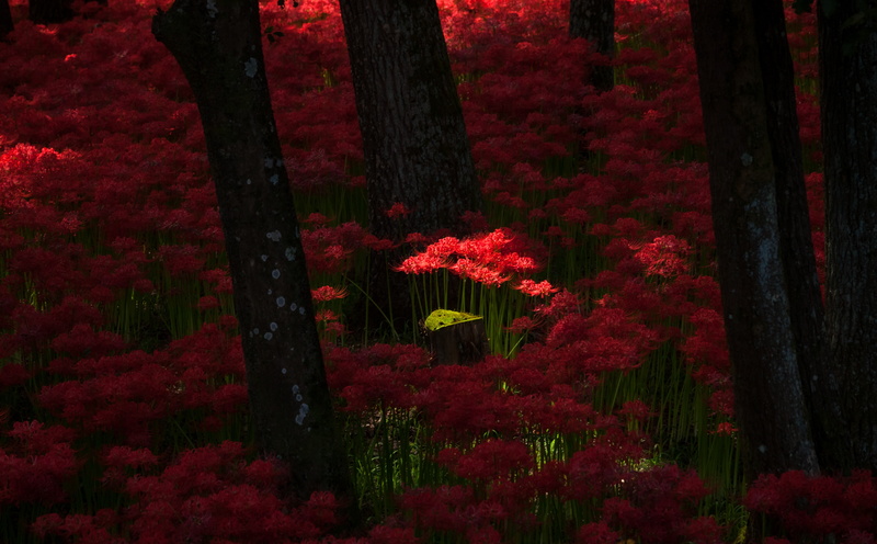 5K, trunk, growth, mark2, Shadow, spring, spiderlily, freshness, scenics - nature, Moss, Lens, lycorisradiata, red, Japan, tree trunk, surreal, tranquility