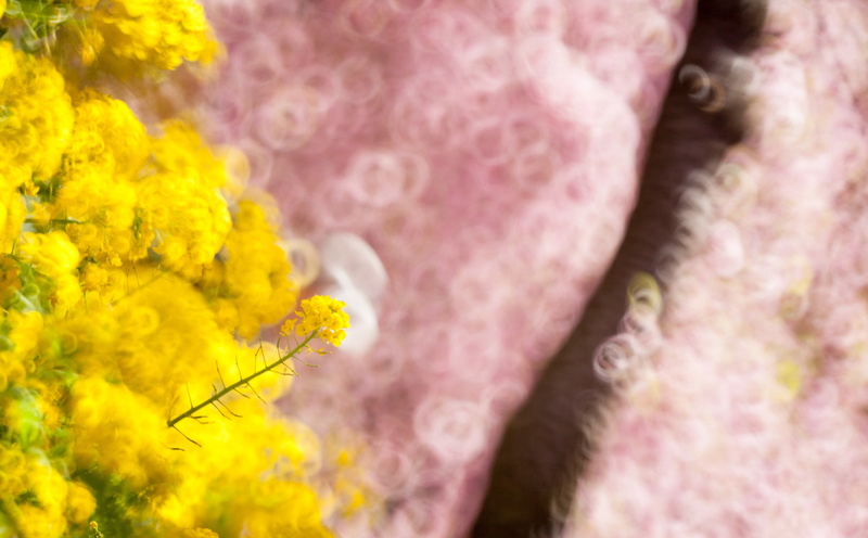 kobaken, beauty in nature, no people, Aero, Asia, growth, flower, canon, backgrounds, softness, pink color, Pink, Yellow, nature, 5K, Japan, Spring, Donut