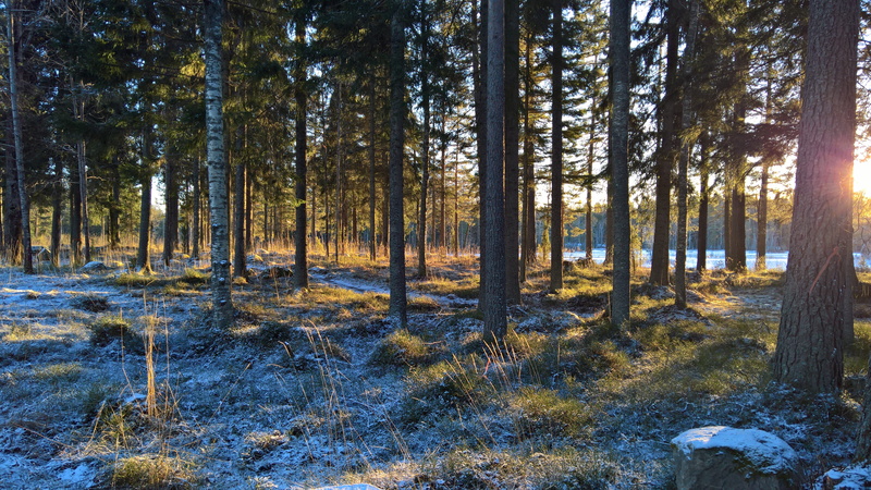 tree, winter, nature, day, forest, 5K, tranquility, sandviken, non-urban scene, land, sun, trees, growth, streaming, lake, woodland, trunk, sunlight, beauty in nature