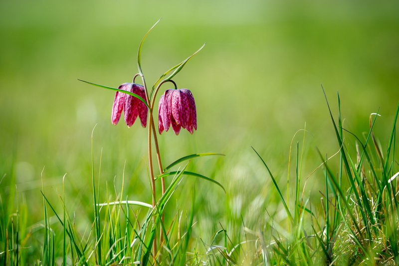 red, selective, 5K, Sverige, Canon EF, nature, grass, selective-focus, meadow, lilies, Sweden, Fritillaria meleagris, focus, fritilliaries, Spring, summer