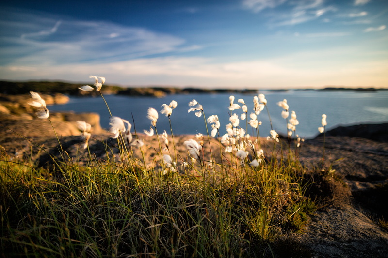 flowers, June 17, 5K, Veddö, outdoors, landscape, Eriophorum angustifolium, Sverige, daytime, summer, Bohuslän, beauty In Nature, cottonsedge, Sweden