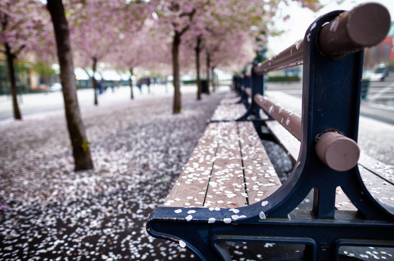 blossoms, 5K, bench, tilt-shift photography, mm, cherry, shift, outdoors, cherry blossoms, photography, Stockholms län, tree, Sverige, Sweden, USM, Kungsträdgården