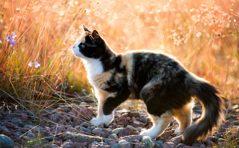 canon, katt, feline, field, dog, Mark, no people, cat, norrfallsviken, Sweden, border collie, canoneos5dmarkiii, sunlight, Animals, domestic, looking, calico