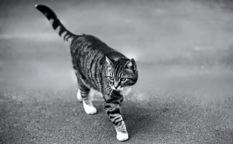 domestic cat, animal wildlife, pets, day, motion, simrishamn, Sweden, no people, skane, one animal, tabby, whisker, vertebrate, 5K, portrait, silver, nature