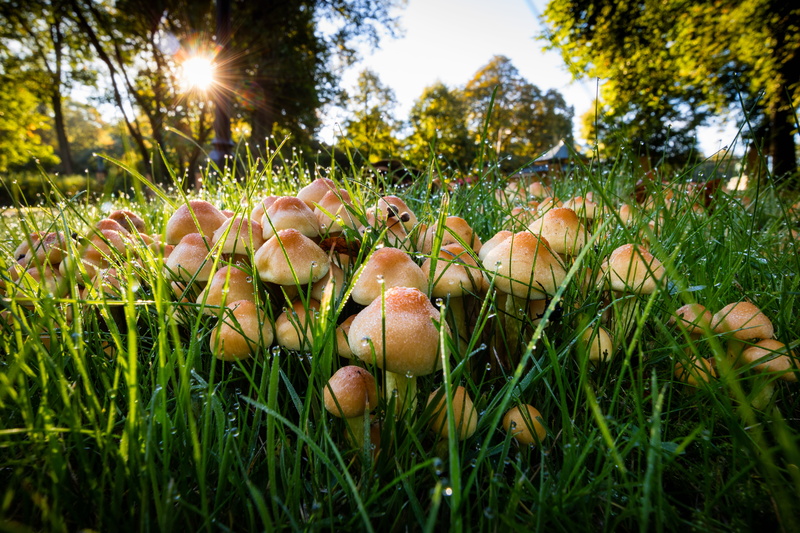Canon EOS M3, September 29, nature, Villa Lusthusporten, food, organic, STM, season, SE, Villa  Lusthusporten, Garden, green grass, Stockholm, Mushroom