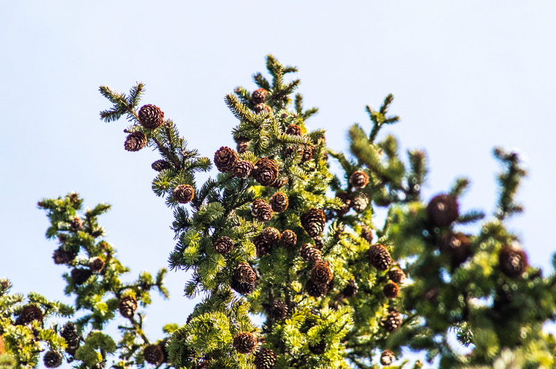 clear sky, sunlight, pine cone, no people, day, tranquility, trees, sverige, tree, growth, outdoors, focus on foreground, pinecones, plant, nature, look up