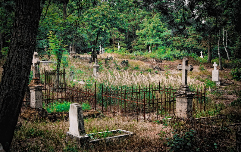 tree, day, nature, plant, tomb, forest, graves, the fear, crosses, beauty in nature, abandoned, dark, cemetery, nightmare, grave, field, mood, woodland