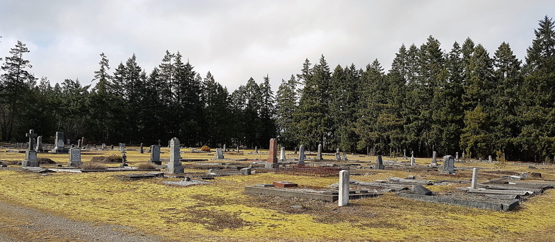 pine woodland, cloud - sky, nature, no people, coniferous tree, pine tree, outdoors, christianity, plant, day, cemetery, stone, tree, pinaceae, sky, grave