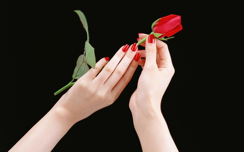 bud, stemmed, pair, 720P, human, nail, hd, rose, red, single, flowers, hands, polish, holding