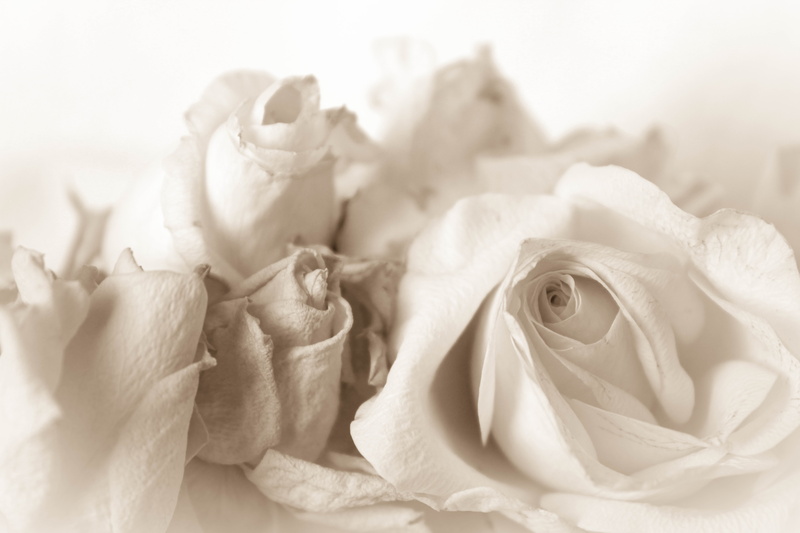 flower, softness, celebration, plant, antique, 8K, rose, cetacean, white color, event, victorian, flower head, greeting card, vintage, white, freshness