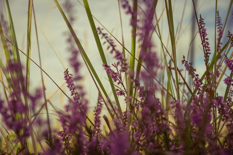 fragrance, old fashioned, lavandula, purple, tranquility, nostalgia, garden, freshness, flower, old, field, shabby, bloom, fragility, summer, flower purple