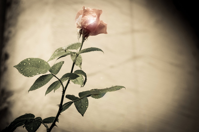 garden rose, shabby, shabby-chic, background, garden, beautiful, spring, leaf, fragility, pink rose, thorns, rose bloom, retro, nature, wilted plant, blossom