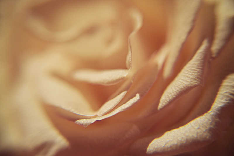 selective focus, lover, bloom, adult, decorative, gift, plant, background, yellow, decoration, botany, soft, softness, love, petal, luxury, blossom, romance