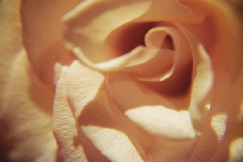 design, gift, softness, photo, color, botanical, freshness, petal, meadow, nature, gentle, decorative, flowers, lover, bloom, botany, rose, feminine, flowering plant