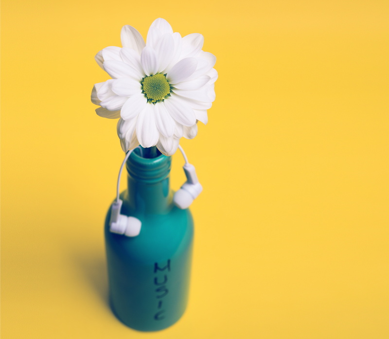 decoration, colored background, healthy, invitation, cheery, sweet, inflorescence, flower, freshness, fresh, blossom, bouquet, vase, white, indoors, close-up