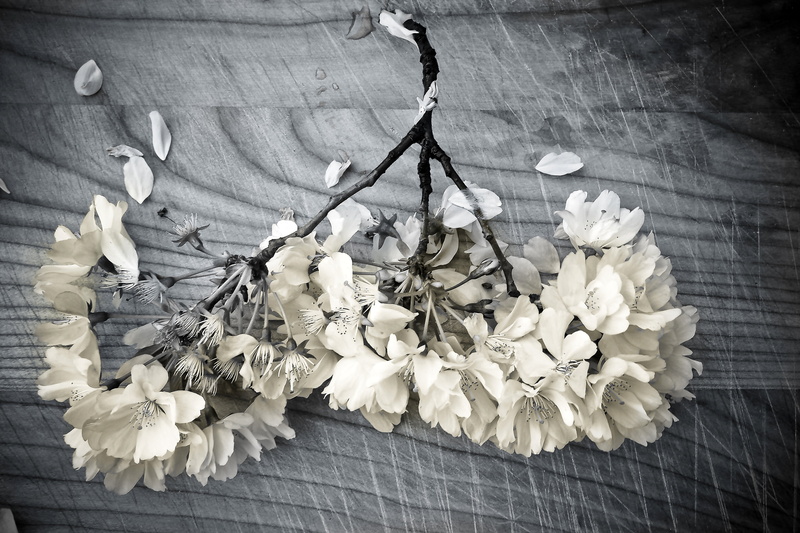 plant, shabby, structure, high angle view, vulnerability, leaves, inflorescence, white, cherry blossom branches, 4K, grayscale, white color, flowers, close-up
