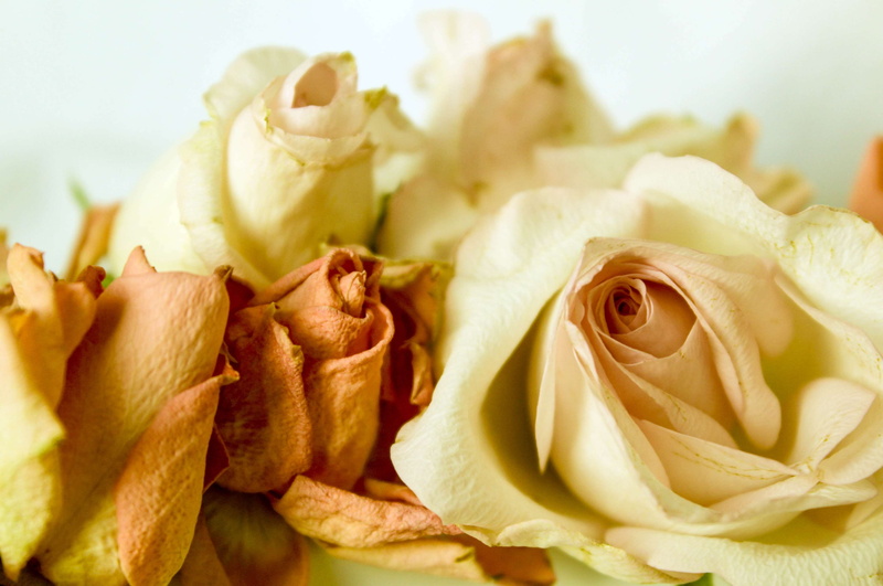bouquet of roses, nature, no people, plant, rose, inflorescence, yellow, flowering plant, freshness, white color, romance, extreme close-up, decoration