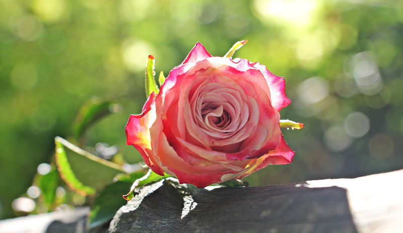 fragility, blossom, culture rose, selective, outdoors, pink white rose, autumn, rose bloom, petal, background, white, greeting, flowering plant, background image