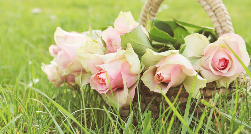 basket, beauty in nature, noble roses, meadow, beautiful, growth, green color, spring, brown, fragility, petal, love, pink precious roden, freshness, rose - flower