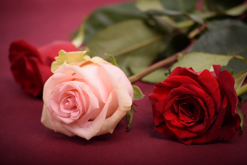 anniversary, beauty in nature, 2K, red, decoration, plant, inflorescence, bride, rose - flower, vulnerability, selective, romance, nature, studio shot