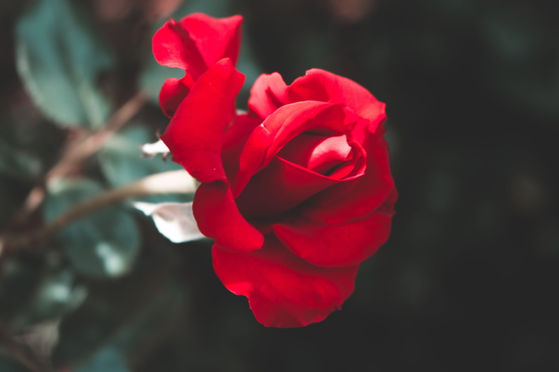 flower, beauty in nature, plant, rose - flower, vulnerability, fragility, love, stem, nature, blossom, refreshment, inflorescence, petal, leaf, romance
