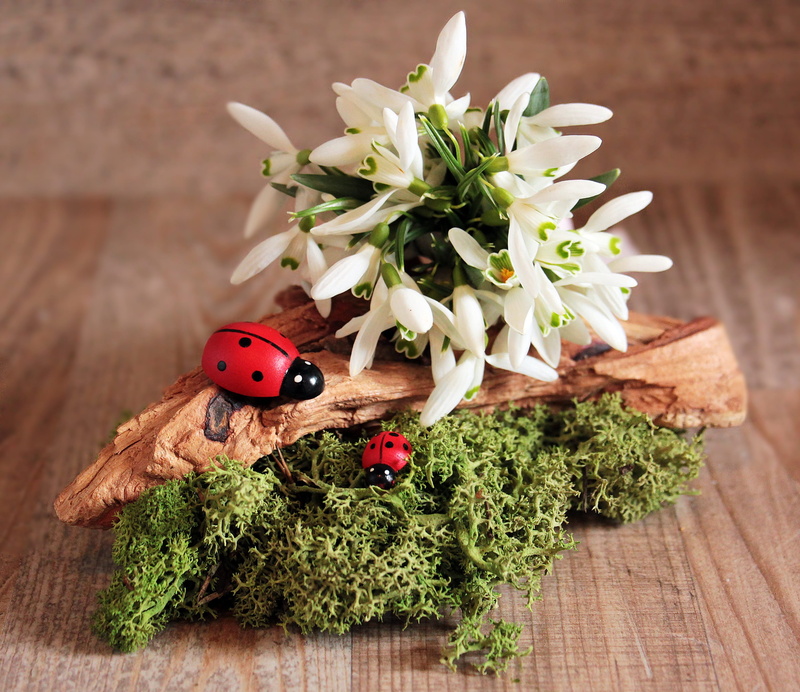 frühlingsanfang, freshness, flower, green color, bouquet, wood, close-up, galanthus, map, table, ladybug, plant part, focus on foreground, fragility, moss