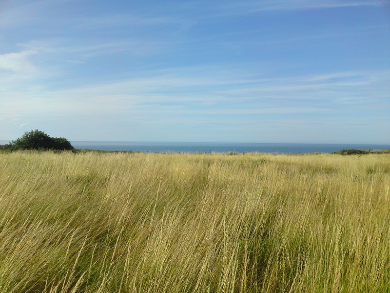 outdoors, land, day, no people, sea, sky, horizon over water, non-urban scene, scenics - nature, water, timothy grass, growth, grass, tranquility, tranquil scene