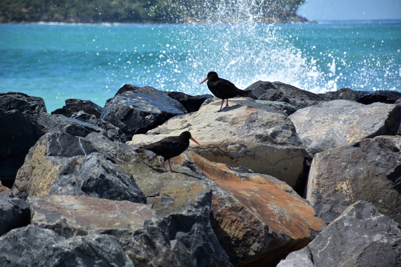 day, land, animal themes, animal, omaha beach, animals in the wild, animal wildlife, rock, vertebrate, sea, leisure, one animal, nature, no people, perching
