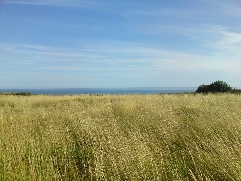 marram grass, growth, day, landscape, Omaha Beach, tranquil scene, field, outdoors, beauty in nature, horizon, tranquility, 2K, nature, non-urban scene