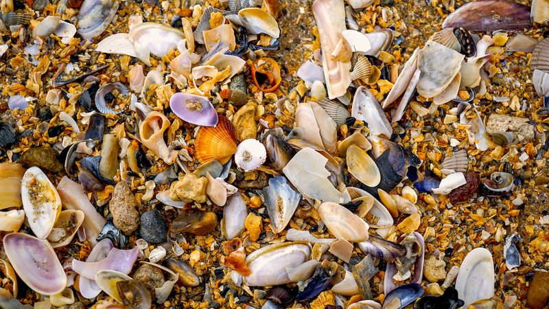 backgrounds, colourful, shell, animal themes, high angle view, nature, abundance, animal wildlife, seafood, memory, omaha beach, background, food, day